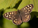 Pararge aegeria