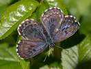Scolitantides orion