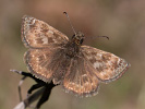 Erynnis tages