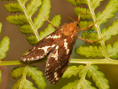 Hrotokrídlovec prvosienkový - <i>Phymatopus hecta</i>