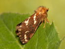 Hrotokrídlovec prvosienkový - <i>Phymatopus hecta</i>