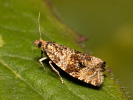 Common Marble - <i>Syricoris lacunana</i>