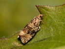 Common Marble - <i>Syricoris lacunana</i>