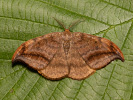 <i>Drepana curvatula</i>