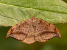 <i>Drepana curvatula</i>