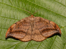 <i>Drepana curvatula</i>