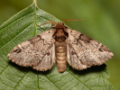 Chochlatka buková - <i>Drymonia obliterata</i>