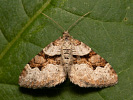 Piadivka kapustová - <i>Xanthorhoe designata</i>
