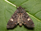 Dot Moth - <i>Melanchra persicariae</i>