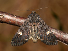 Dot Moth - <i>Melanchra persicariae</i>
