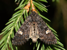Dot Moth - <i>Melanchra persicariae</i>