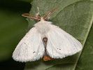 Bekyně zlatořitná