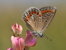 Modráčik blankytný - <i>Polyommatus thersites </i>