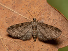 Kvetnatka obyčajná - <i>Eupithecia subfuscata</i>