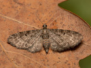 Kvetnatka obyčajná - <i>Eupithecia subfuscata</i>