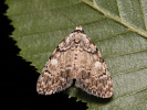 <i>Meganola strigula</i>