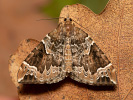 Píďalka švestková