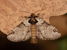 Chochlatka buková - <i>Drymonia obliterata</i>