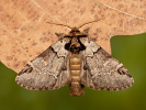 Chochlatka buková - <i>Drymonia obliterata</i>