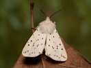 Spriadač obyčajný - <i>Spilosoma lubricipeda</i>