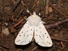 Spriadač obyčajný - <i>Spilosoma lubricipeda</i>
