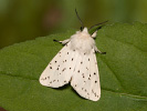 Spriadač obyčajný - <i>Spilosoma lubricipeda</i>
