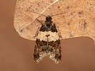 <i>Isotrias hybridana</i>