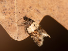 <i>Isotrias hybridana</i>