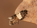 <i>Isotrias hybridana</i>