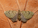 Kvetnatka bazová - <i>Chloroclystis v-ata</i>