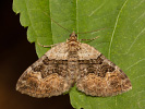 Piadivka prvosienková - <i>Xanthorhoe quadrifasiata</i>