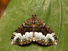 Piadivka dvojzúbková - <i>Euphyia biangulata</i>