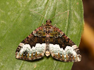Piadivka dvojzúbková - <i>Euphyia biangulata</i>