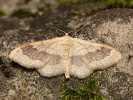Žlutokřídlec kručinkový - <i>Idaea aversata</i>