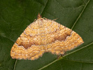 Piadivka žihľavová - <i>Camptogramma bilineatum</i>