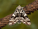 Pine Arches Moth - <i>Panthea coenobita</i>