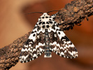 Pine Arches Moth - <i>Panthea coenobita</i>