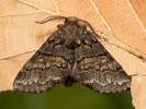 Hřbetozubec nepravý