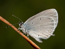 Modráčik lucernový - <i>Cupido decoloratus</i>