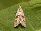 Common Straw - <i>Cochylimorpha straminea</i>