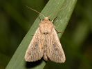 <i>Leucania obsoleta</i>