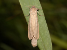 Drevotoč močiarny - <i>Phragmataecia castaneae</i>
