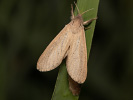 Drevotoč močiarny - <i>Phragmataecia castaneae</i>