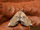 Vijačka žaburinková - <i>Cataclysta lemnata</i>