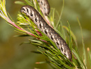 Lišaj pupalkový - <i>Proserpinus proserpina</i>
