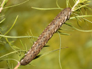 Lišaj pupalkový - <i>Proserpinus proserpina</i>