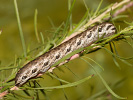 Lišaj pupalkový - <i>Proserpinus proserpina</i>