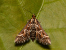 <i>Diasemia reticularis</i>