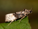 Birch Marble - <i>Apotomis betuletana</i>