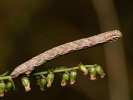 Tmavoskvrnáč vřesový - <i>Ematurga atomaria</i>